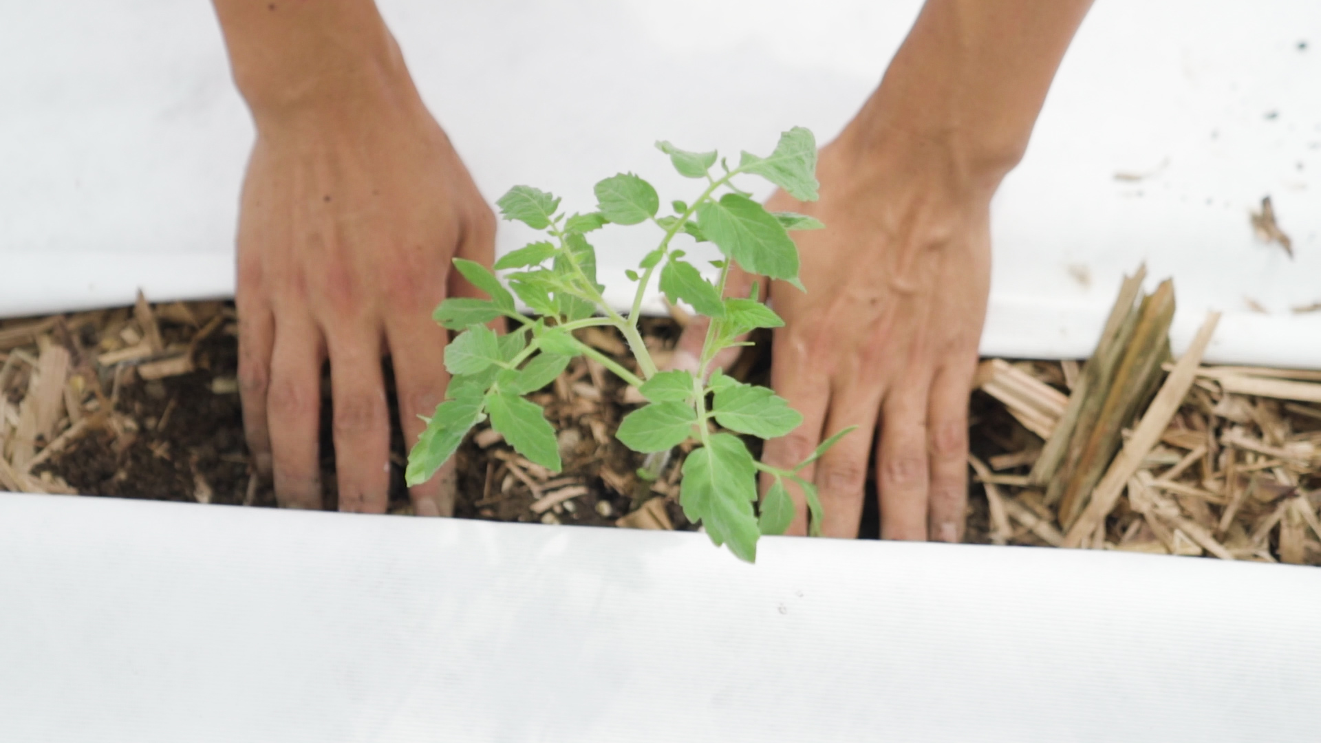 日本の生産者と消費者を繋ぎ、野菜不足を解消する