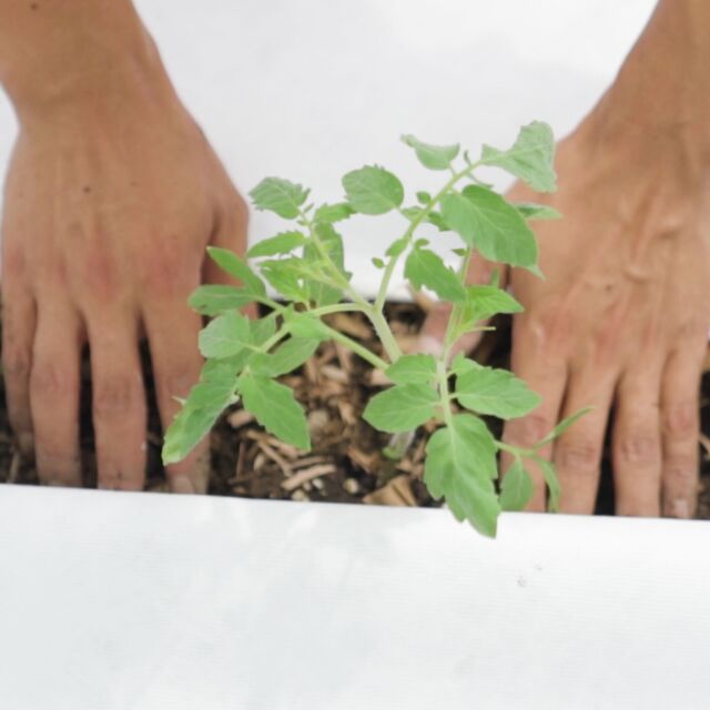 【WithGreenで働く人たち】
WithGreenでは、サラダボウルを直接お届けする店頭スタッフをはじめ
お客さまの生活の一部に、健康的な選択肢を増やしたいという想いから、日々お仕事をしています。  今回はWithGreenの想いについて、少しご紹介します。  サラダボウルという新しい食文化を通して、お客さま・生産者・パートナーとの間に、
商品やサービスを超えた絆を築いていく企業を目指しています。
現在は全国で27店舗を展開し、2026年末までに全国50店舗体制を目指して今後も拡大していく予定です。  一杯で『主食』となることをコンセプトに、私たちWithGreenはサラダボウルを提供しています。
創業以来、台風や天災などの特殊な状況を除いては、国産野菜を使うことを大切にしてきました。  日本には四季があり、美味しい旬の野菜があります。
２か月ごとに「シーズナルメニュー」を販売することで、日本にある豊かな四季と食材を、サラダボウルを通して楽しんでいただきたいと考えています。  また、サステナビリティについて考え、自分たちにできることに取り組むこと、
お客さまやパートナーに食の大切さを伝えるため、農業体験や農場訪問を通して、
農家の方々とコミュニケーションを取り続けることを大切にしながら、
みなさまに選ばれ・愛されるサラダボウルをお届けしていきます。  今後のWithGreenの成長を見守っていていただけると嬉しいです。  - - - - - - - - - - - - - - - - - -  サラダボウルが食べたくなったらコメント欄に🥗スタンプで教えていただけると励みになります！  ▶︎詳細はプロフィールのリンクからご覧ください。
→@withgreen_official  ▶︎お問い合わせはこちらのメールアドレスにご連絡ください。
info@withgreen.co.jp  #withgreen #ウィズグリーン #サラダボウル専門店 #サラダボウル #サラダ #サラダ専門店 #サラダランチ #ヘルシーランチ #ヘルシー #ダイエット食 #ダイエットメニュー #筋トレ食 #国産野菜 #サラダ好き #野菜好き #野菜ランチ #グルメ #野菜好きな人と繋がりたい #健康飲食 #健康食 #彩り野菜 #身体にいいもの #低カロリー #ダイエット生活 #ダイエット記録 #サラダ生活 #食事記録 #グルメ女子 #健康的な生活 #WGgbp